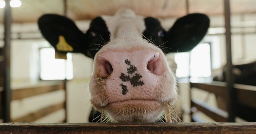 Brasil: detectan dos casos atípicos de «vaca loca» y suspenden exportaciones a China