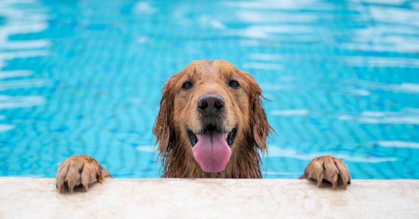 Gatos, perros y tortugas: cómo cuidar a las mascotas durante la ola de calor